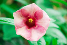 Image of purple allamanda