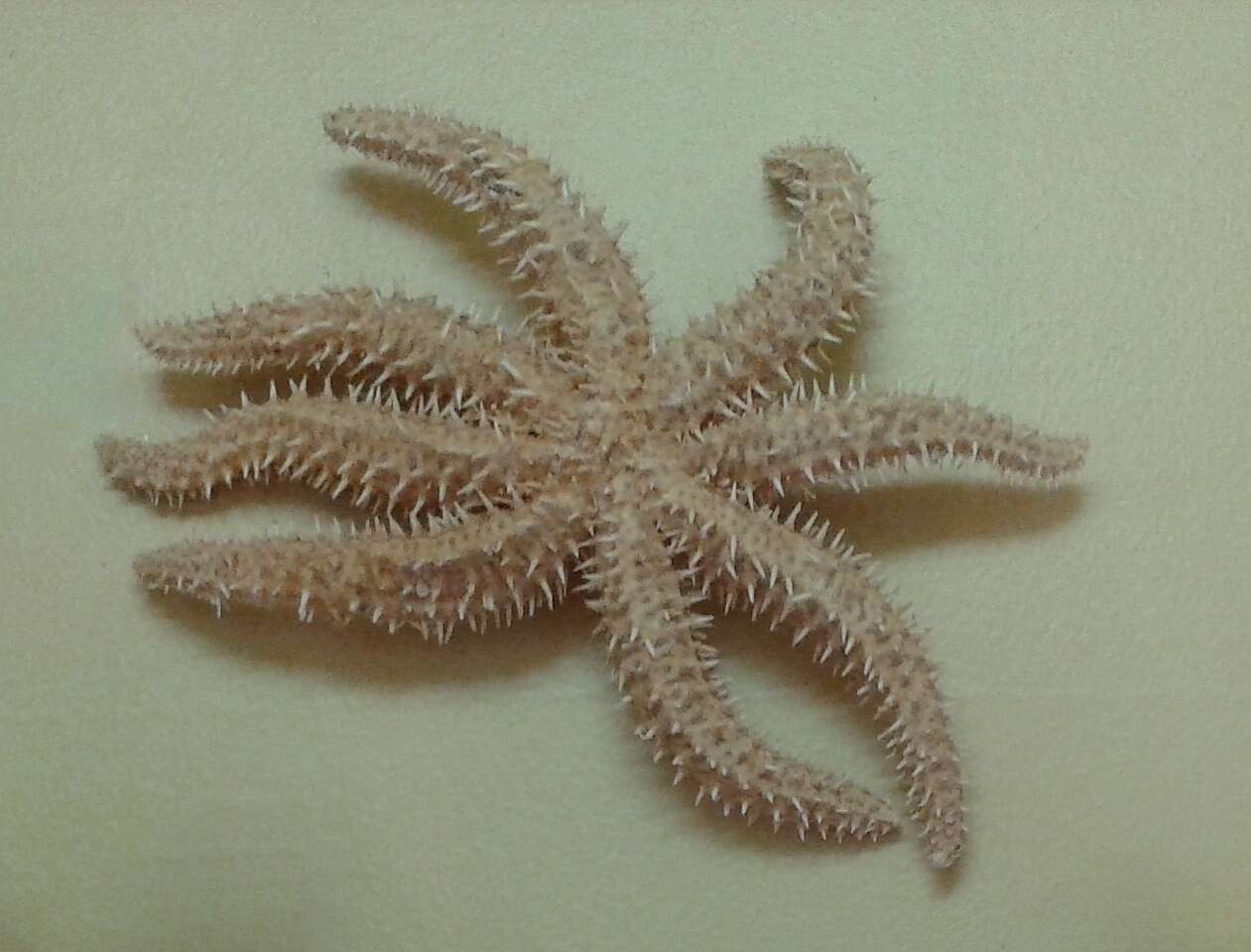 Image of white starfish