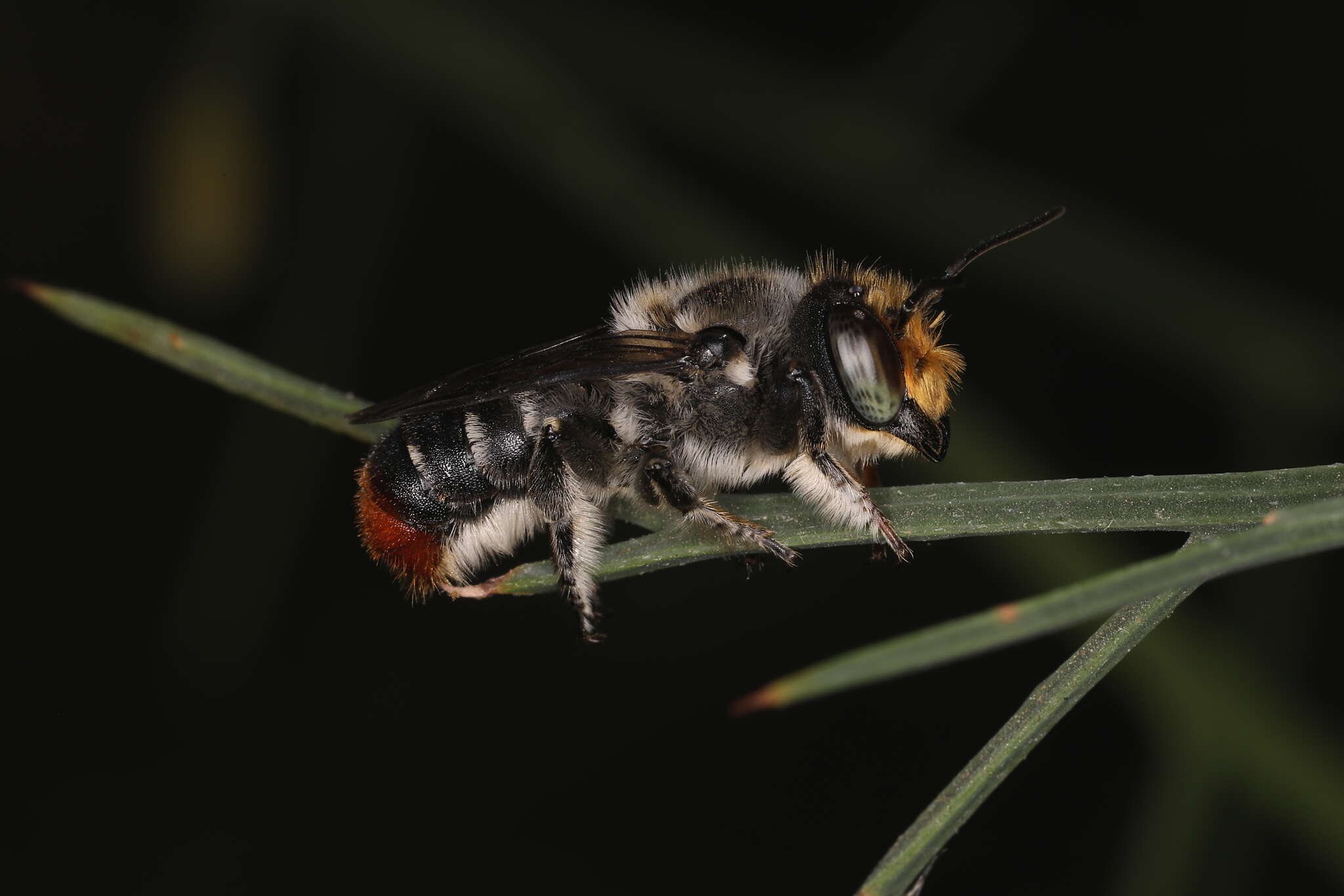 Image of Megachile ignita Smith 1853