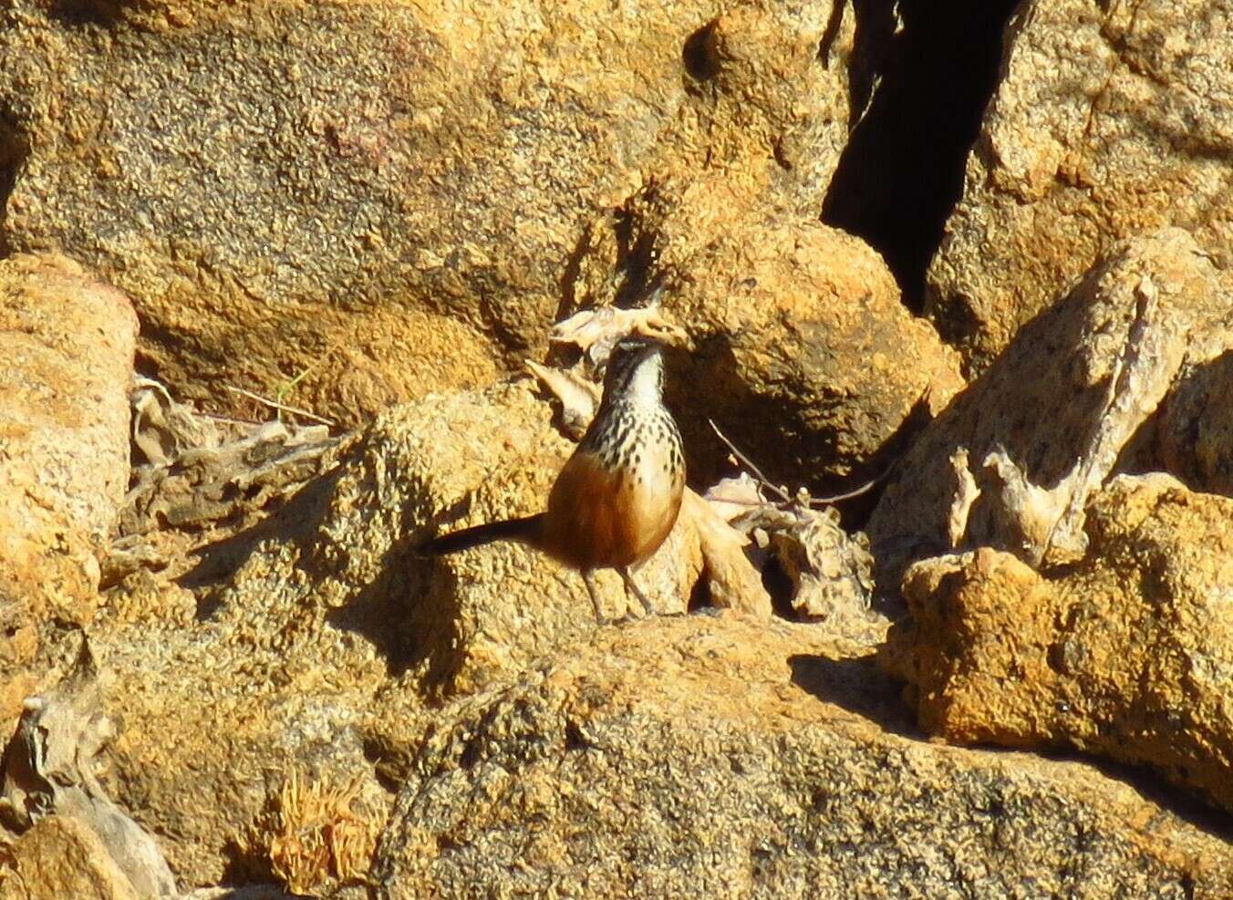 Image of Achaetops Roberts 1922