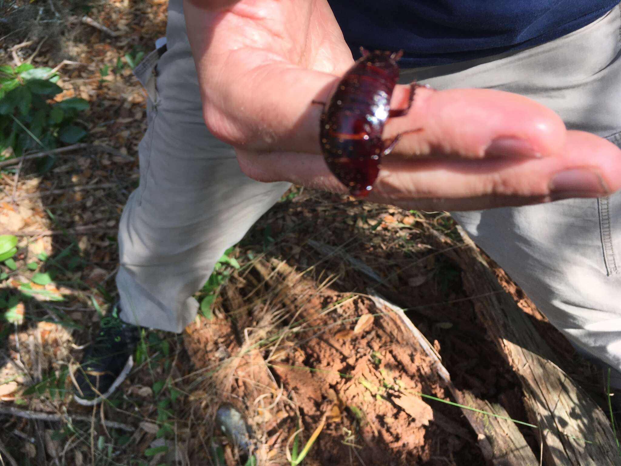 Image of Florida Woods Cockroach