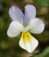 Image of Viola arvensis subsp. megalantha Nauenb.