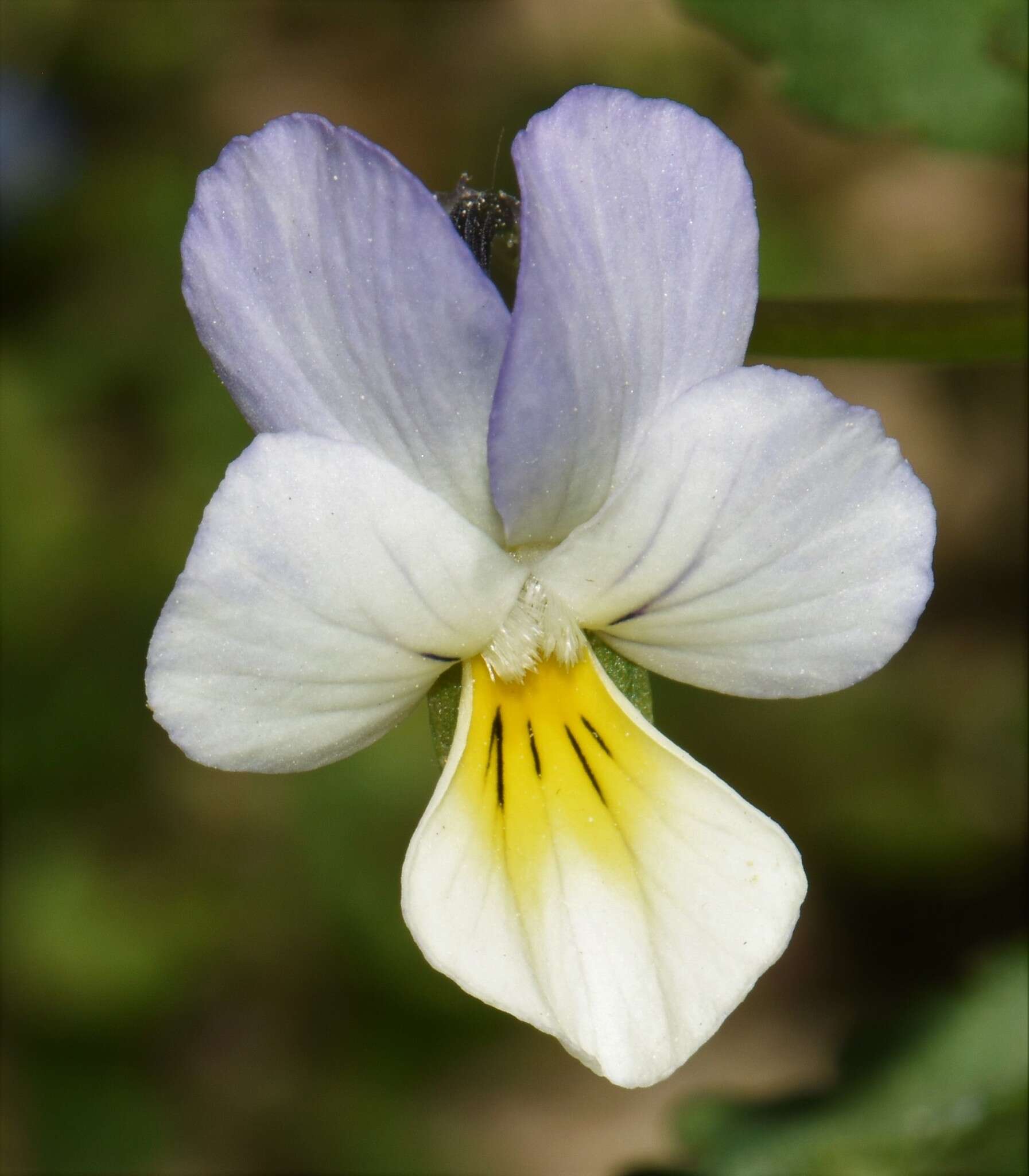 Слика од Viola arvensis subsp. megalantha Nauenb.