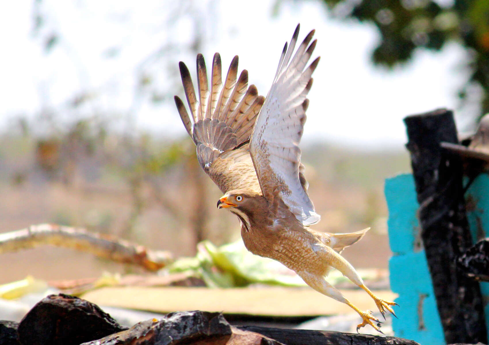 Image of White-eyed Buzzard