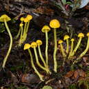 Imagem de Mycena primulina G. Stev. 1964