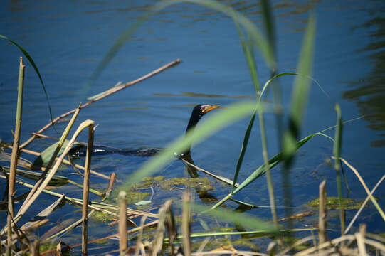 Image of Long-tailed Cormorant