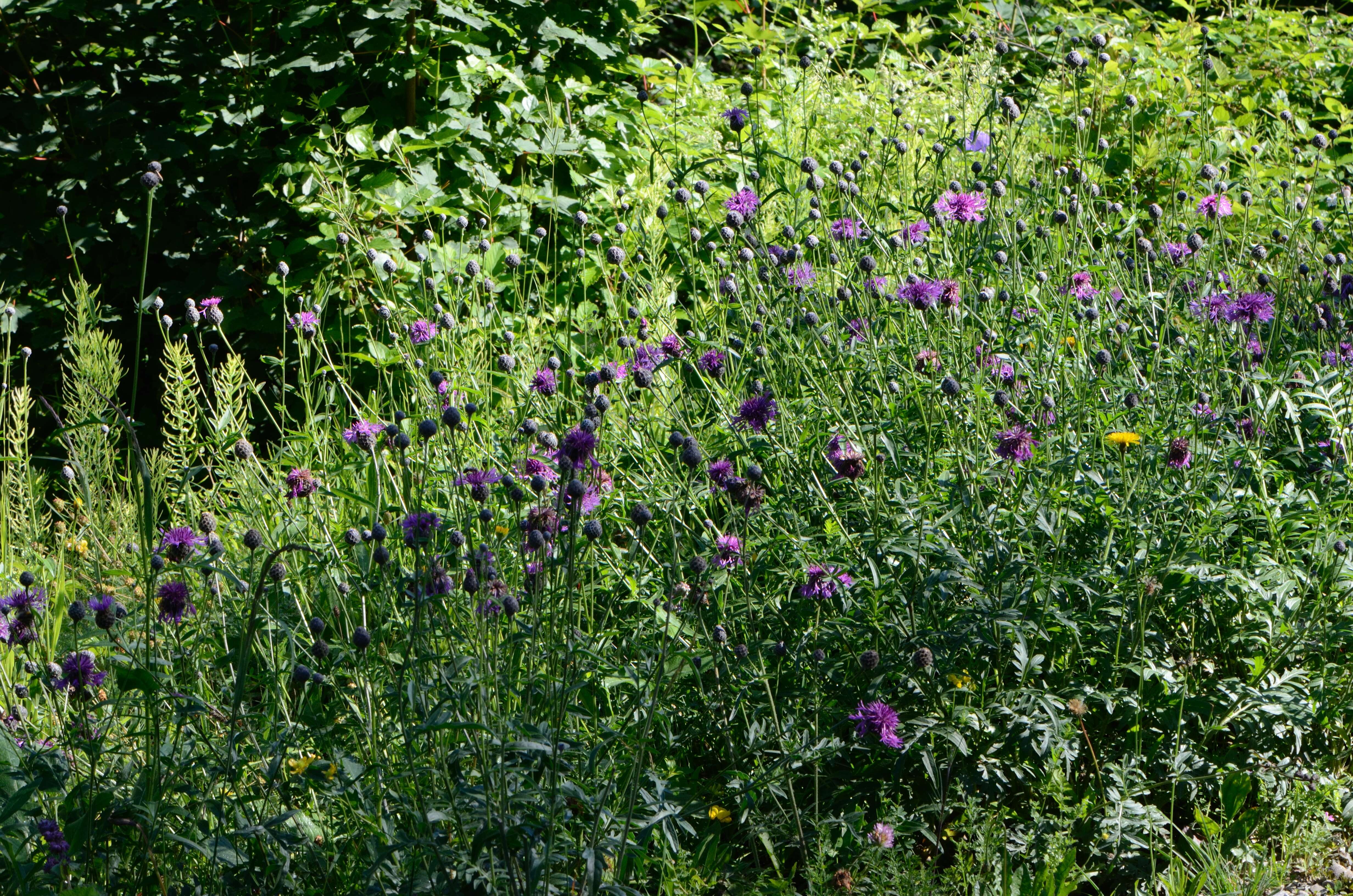 Centaurea scabiosa L. resmi