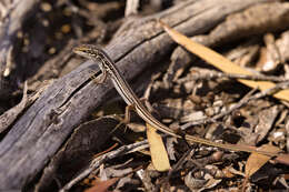 Image of Pale-rumped Ctenotus