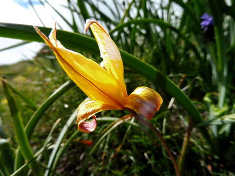 Image of Wild tulip