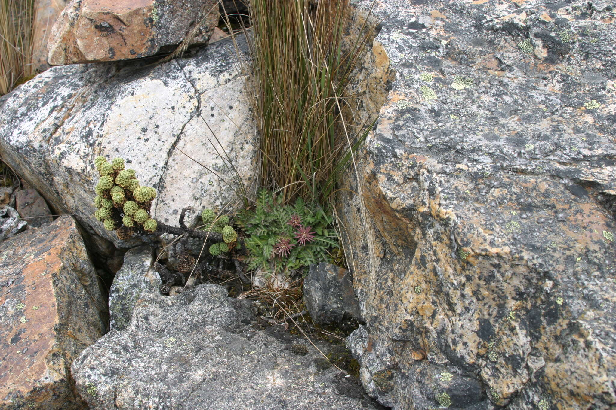 Image of Perezia pinnatifida (Humb. & Bonpl.) Wedd.