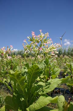 Image of cultivated tobacco