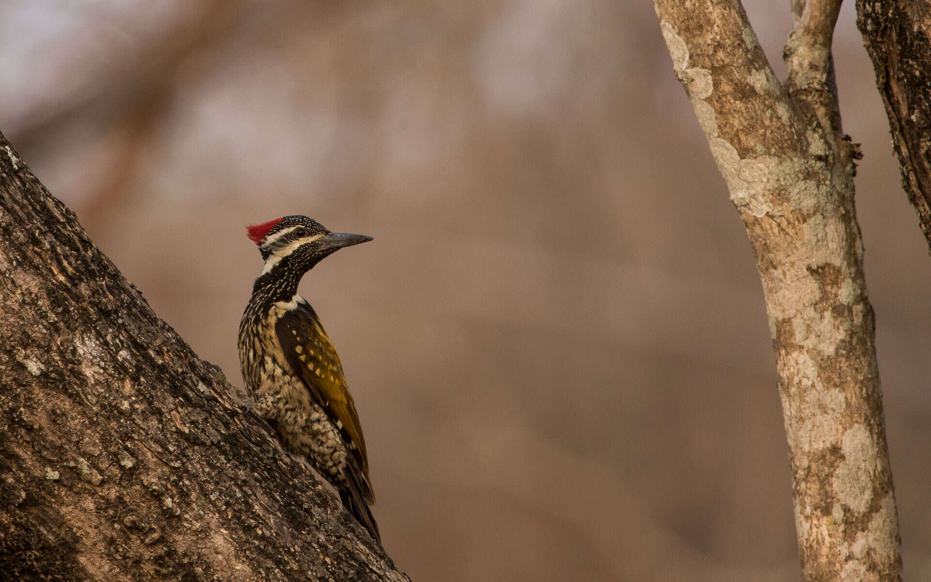 Image of Black-rumped Flameback