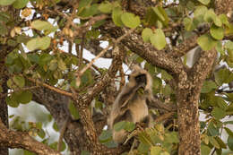 Image de Semnopithecus priam Blyth 1844