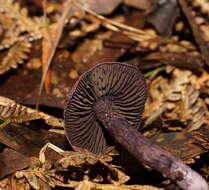 Imagem de Cortinarius austroviolaceus Gasparini 2001