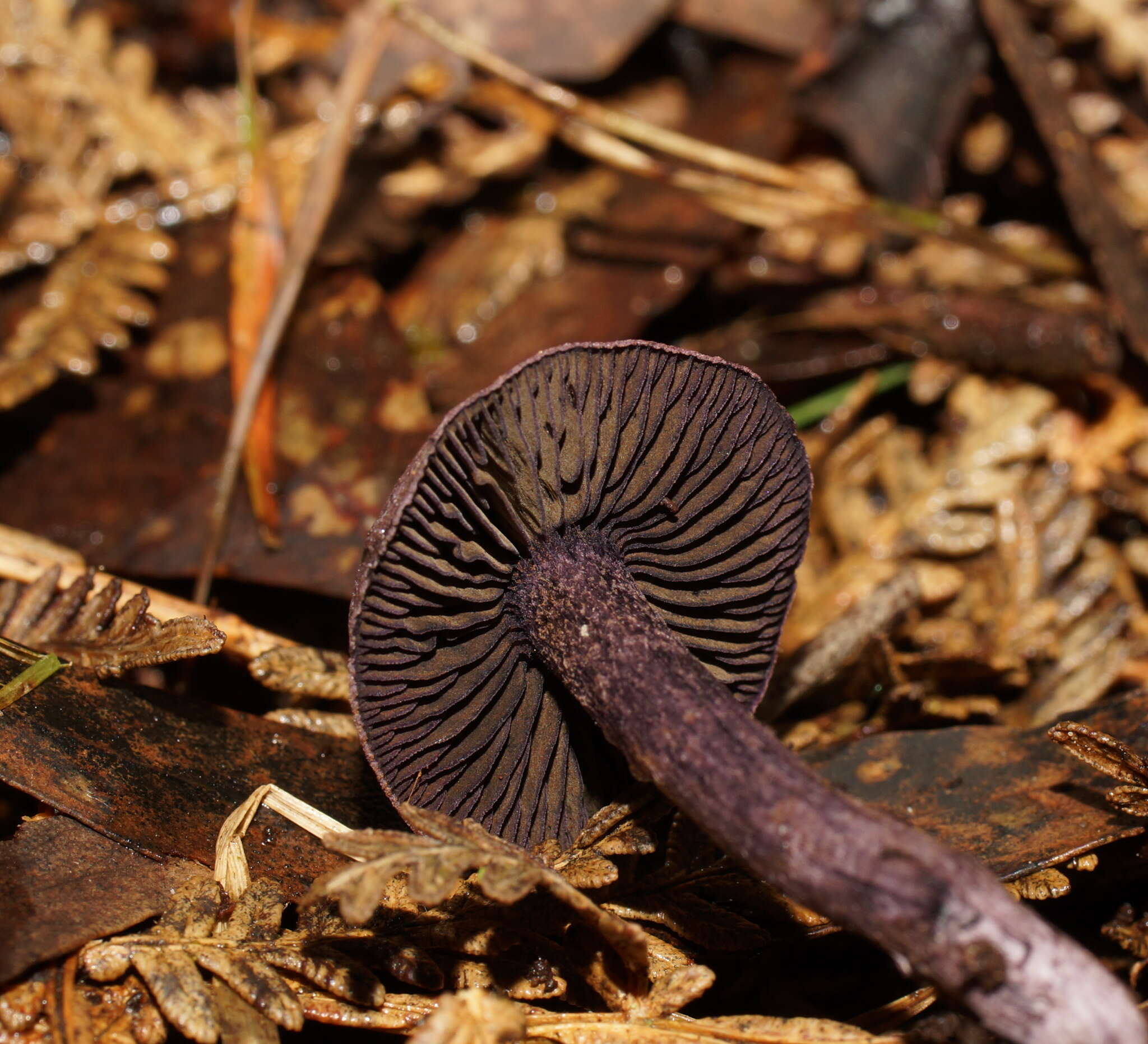 Image of Cortinarius austroviolaceus Gasparini 2001