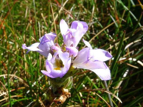 Image of Euphrasia collina subsp. diversicolor W. R. Barker