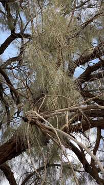 Image of Desert oak