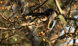 Image of Malabar Grey Hornbill