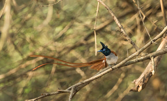 Image of Asian Paradise-Flycatcher