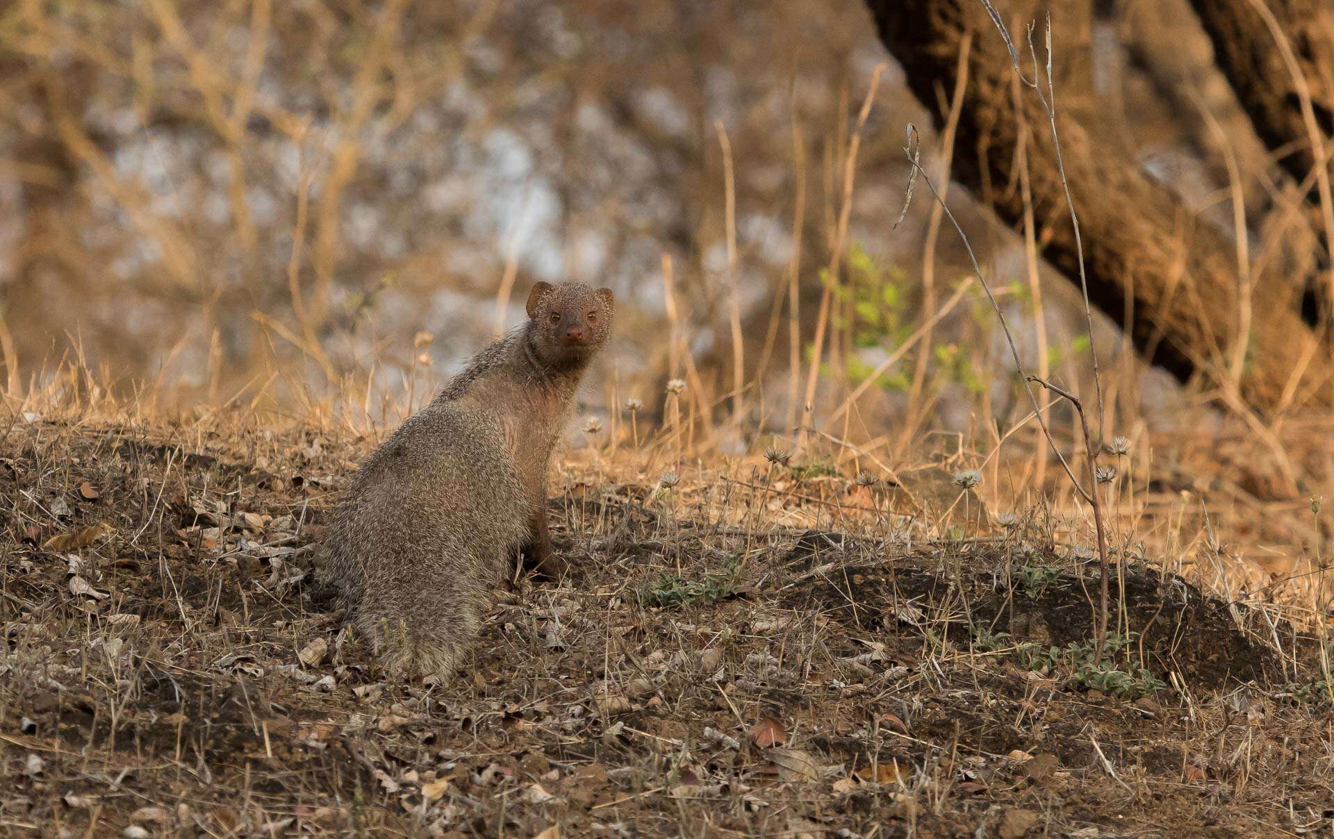 Image of Indian Gray Mongoose