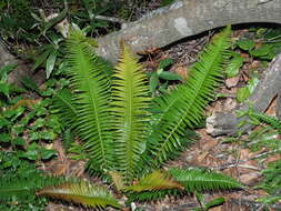 Image of Glossy Deer Fern