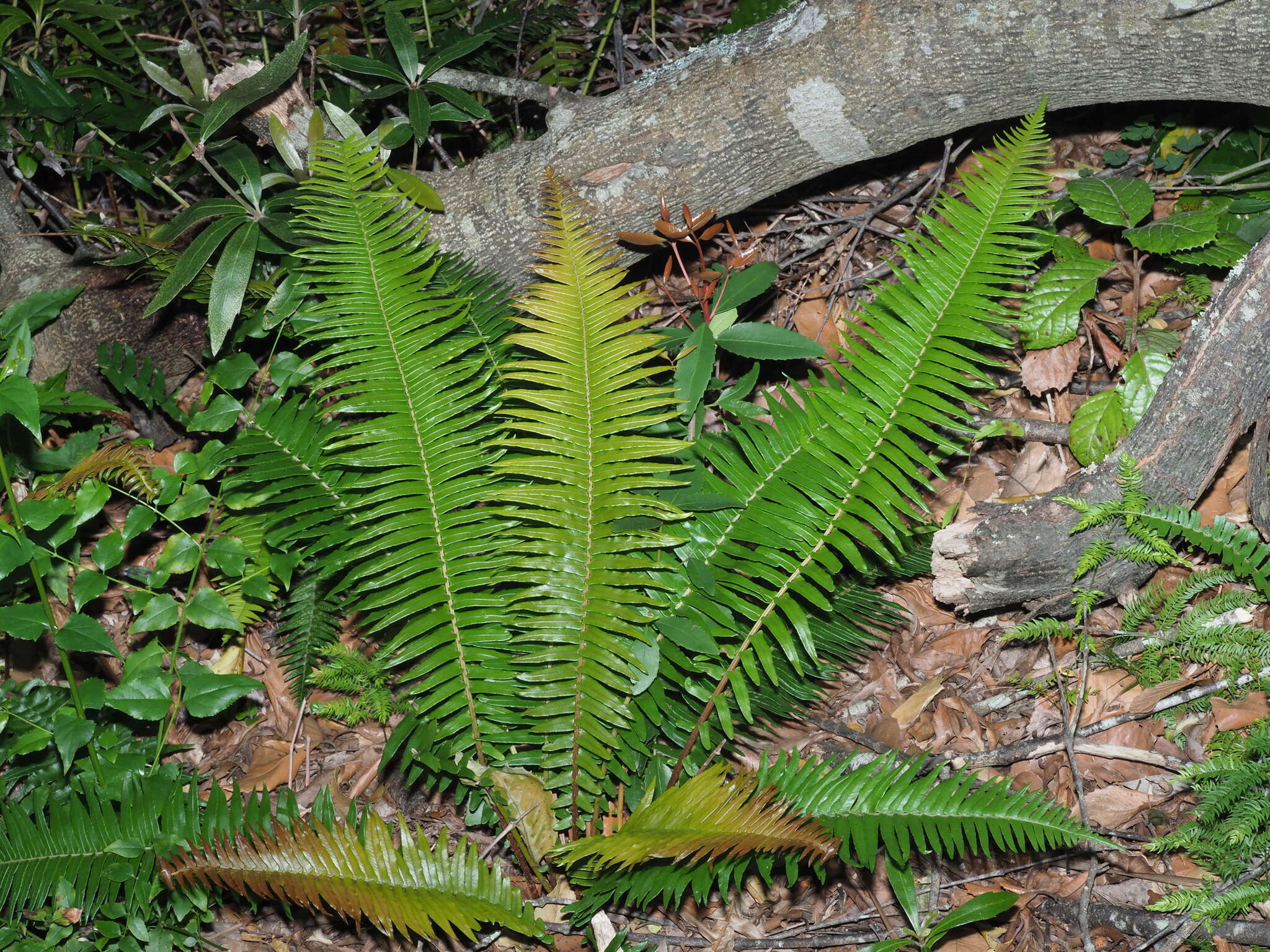Image of Glossy Deer Fern