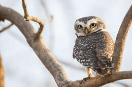 Image of Spotted Owlet