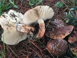 Image of Tricholoma fracticum (Britzelm.) Kreisel 1984