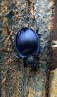 صورة Scaphinotus (Scaphinotus) unicolor (Fabricius 1787)