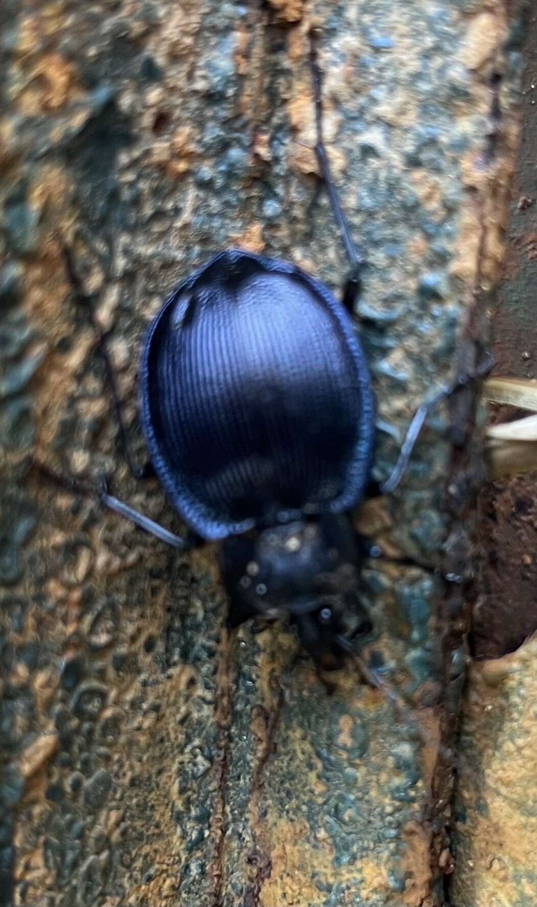 صورة Scaphinotus (Scaphinotus) unicolor (Fabricius 1787)