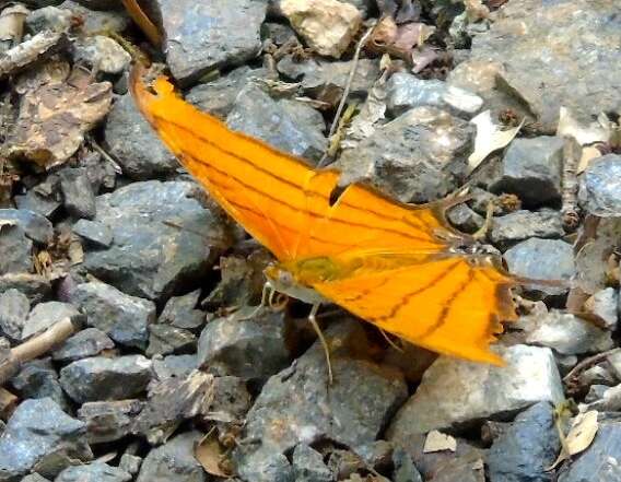 Image of Ruddy Daggerwing