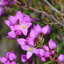 Image of Boronia pilosa subsp. parvidaemonis Duretto