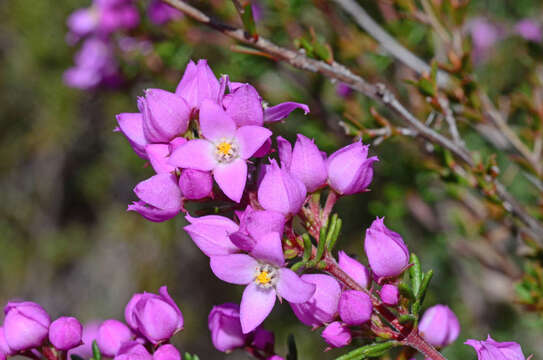 Image of Boronia pilosa subsp. parvidaemonis Duretto