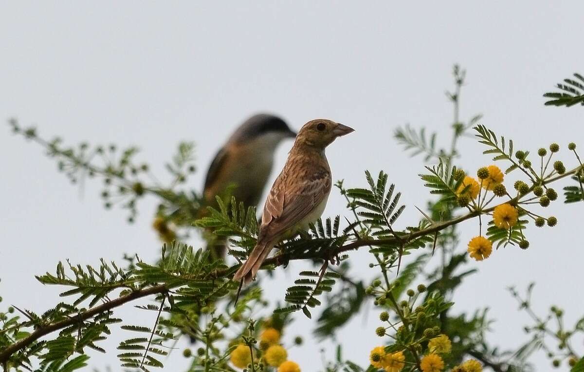 Image of Black-headed Bunting