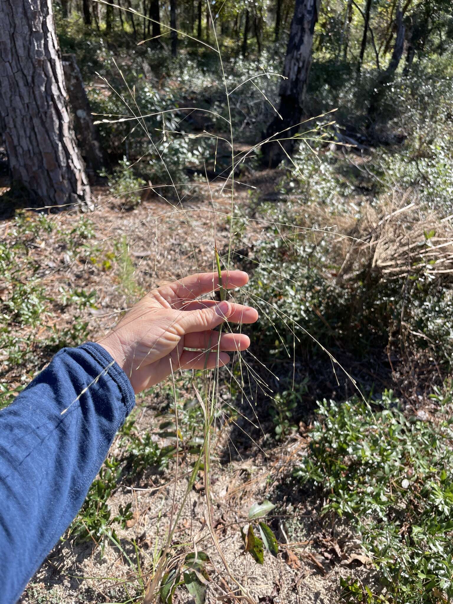 Plancia ëd Eragrostis refracta (Muhl.) Scribn.