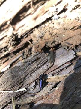 Image of Long-horned beetle