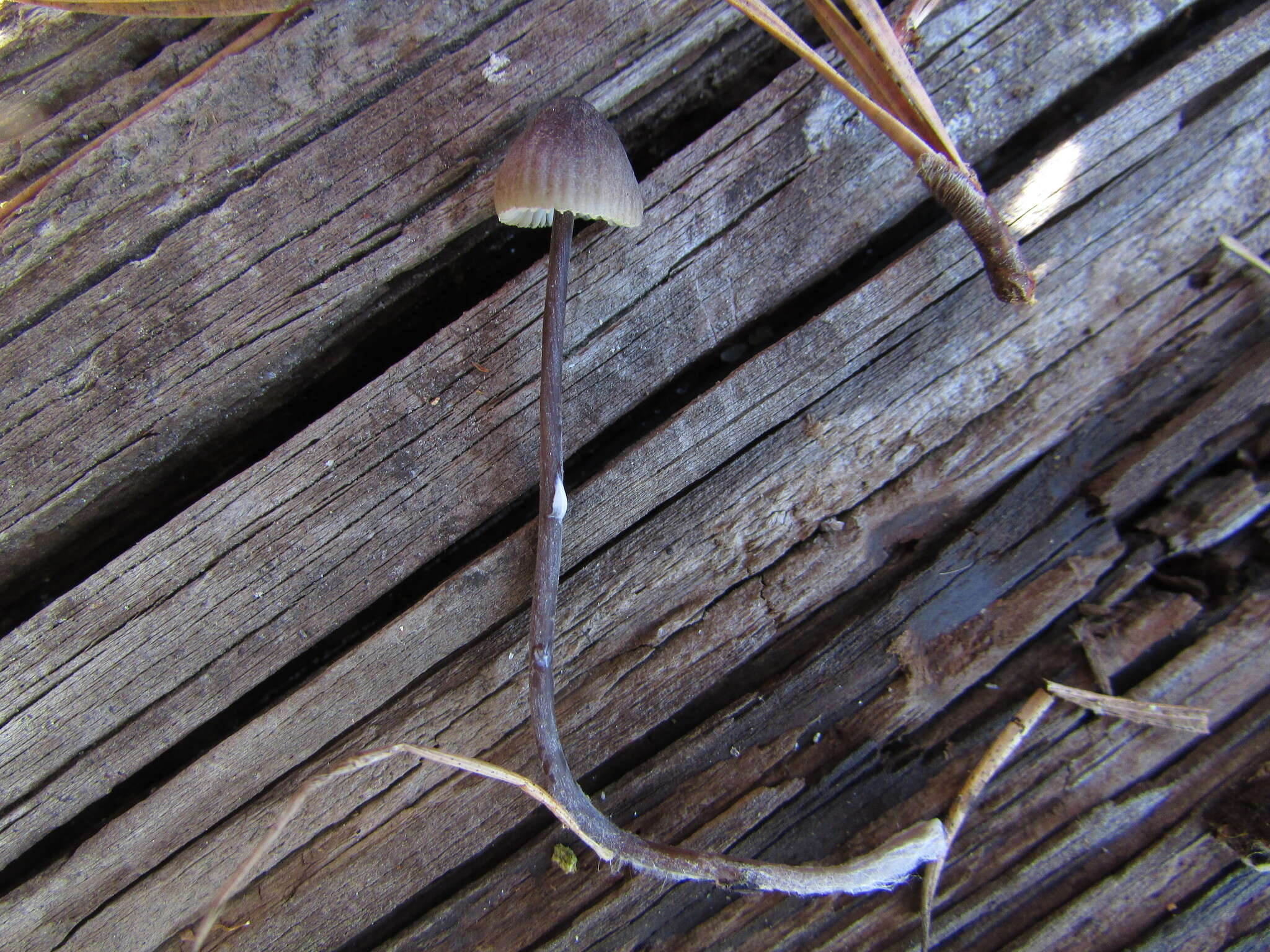 Image of Milk-drop mycena