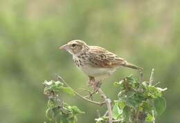 Image of Indian Bush Lark