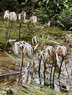 Image de Crinum thaianum J. Schulze