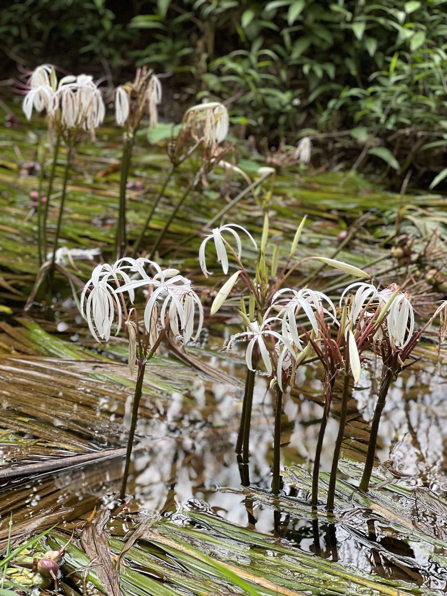 Image de Crinum thaianum J. Schulze