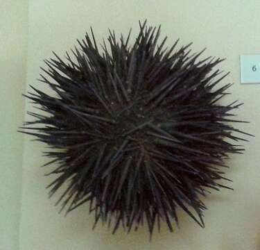 Image of rock urchin