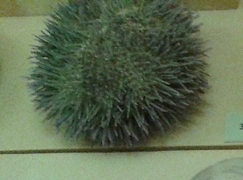 Image of green sea urchin