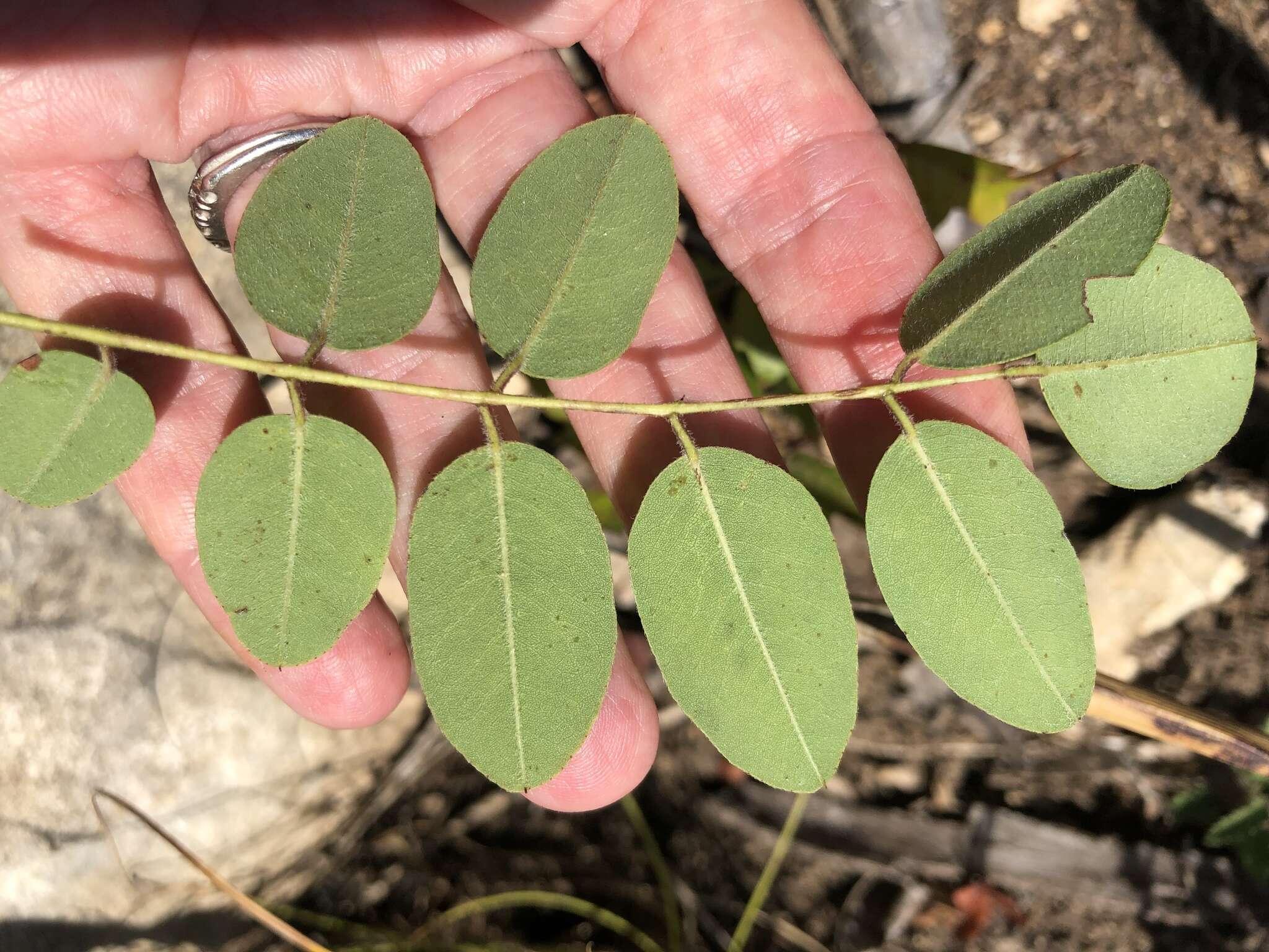 Image of Roemer's Indigo-Bush