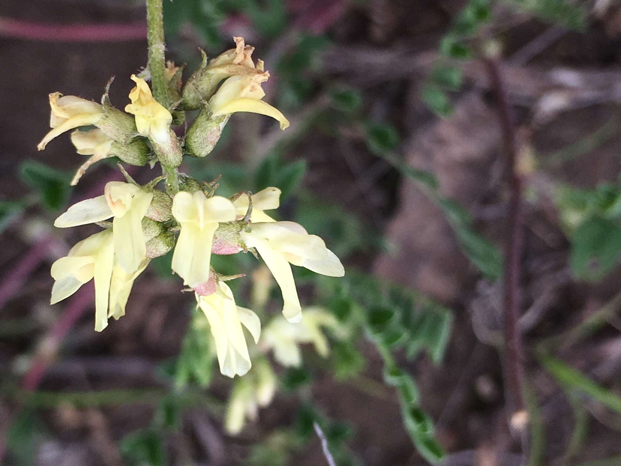 Sivun Astragalus strigulosus Kunth kuva