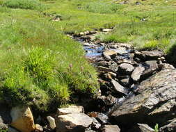 Image of Cleft Sedge