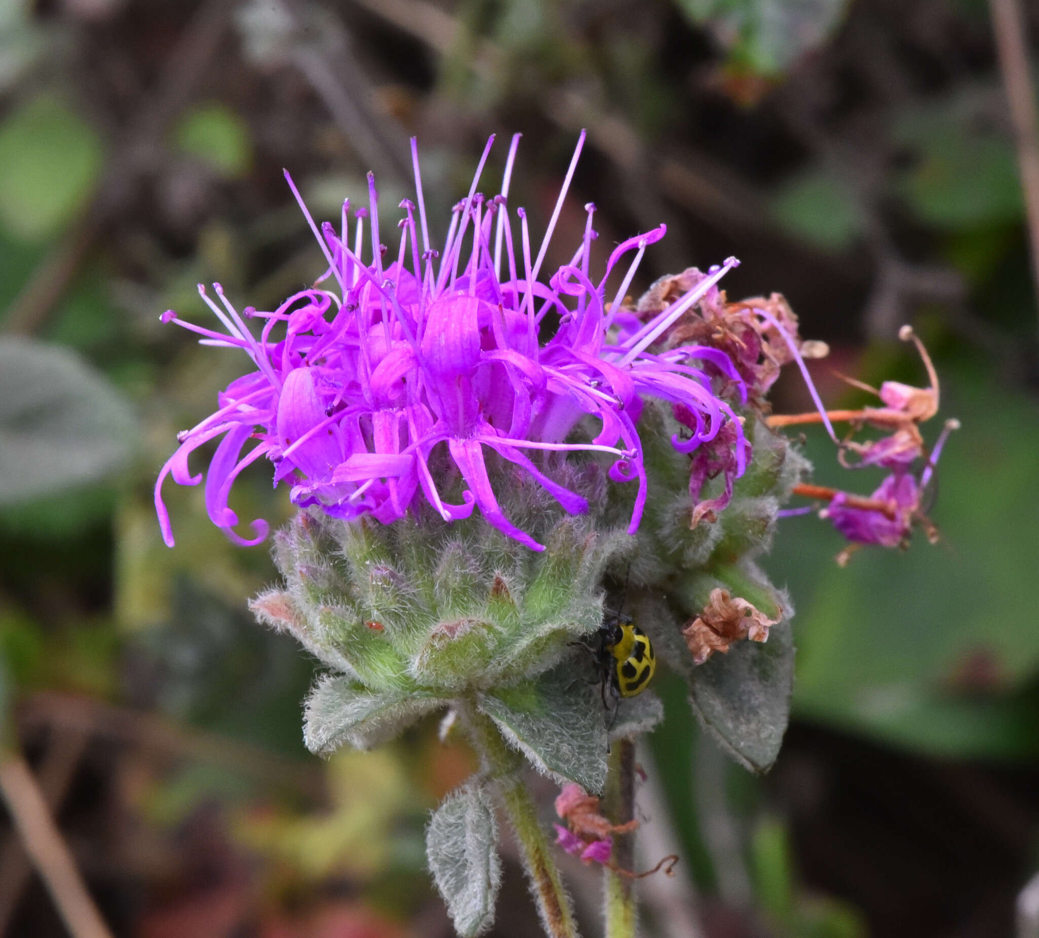 Image de Monardella villosa subsp. villosa