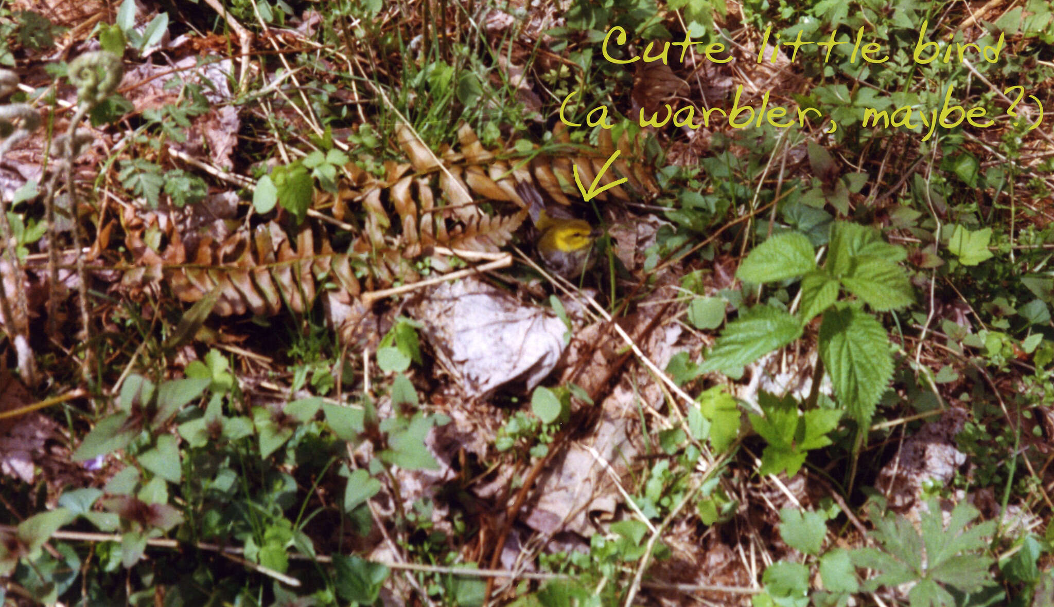 Image of Black-throated Green Warbler