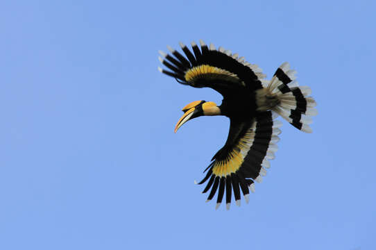 Image of Great Indian Hornbill