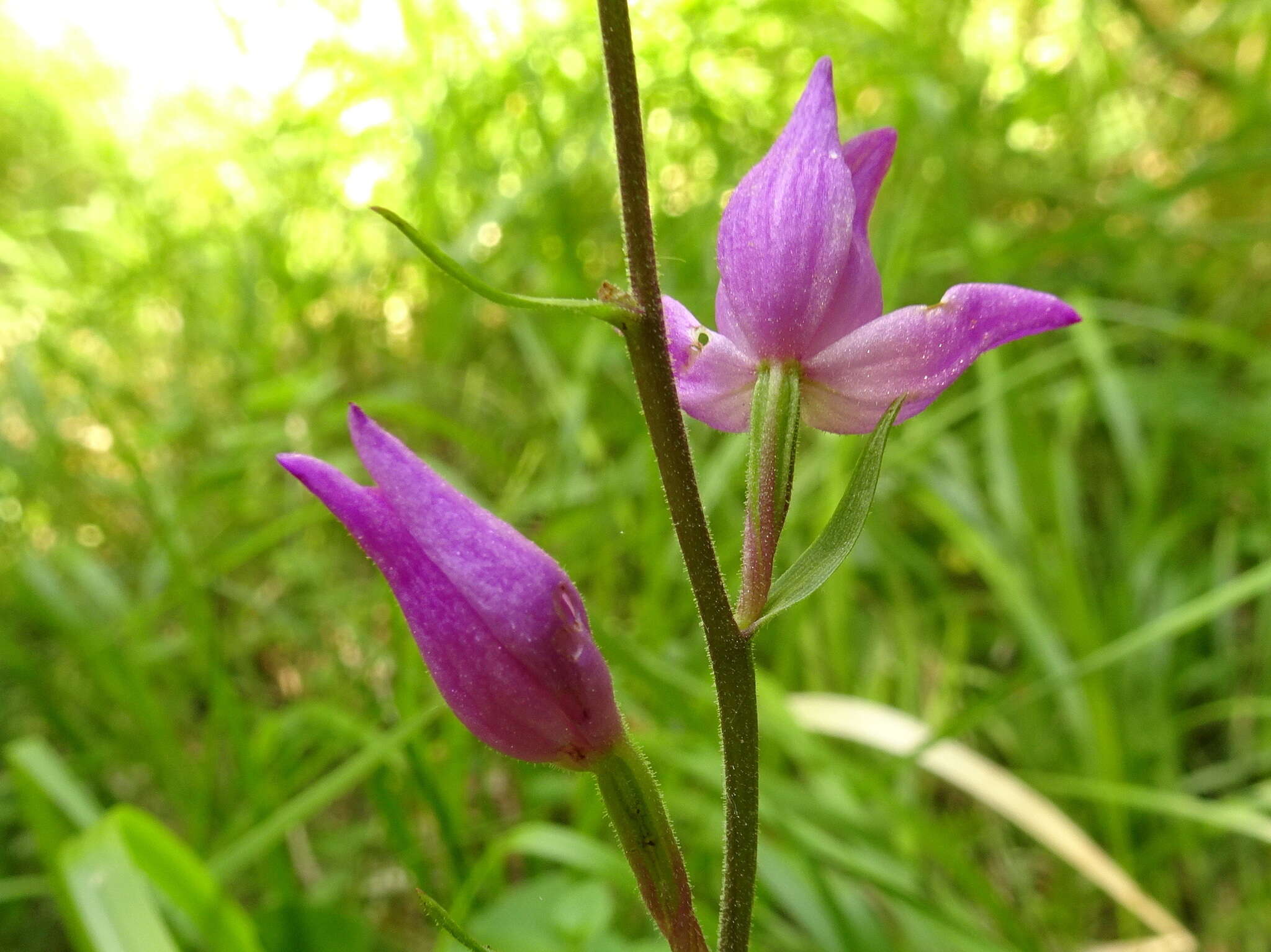 Слика од Cephalanthera rubra (L.) Rich.