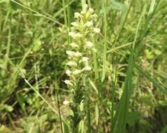 Image of palegreen orchid